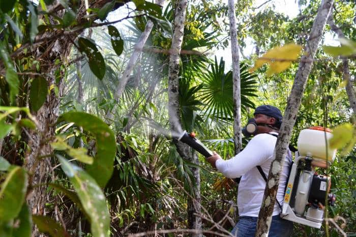 Estatus fitozoosanitario de Quintana Roo continúa bajo riesgo
