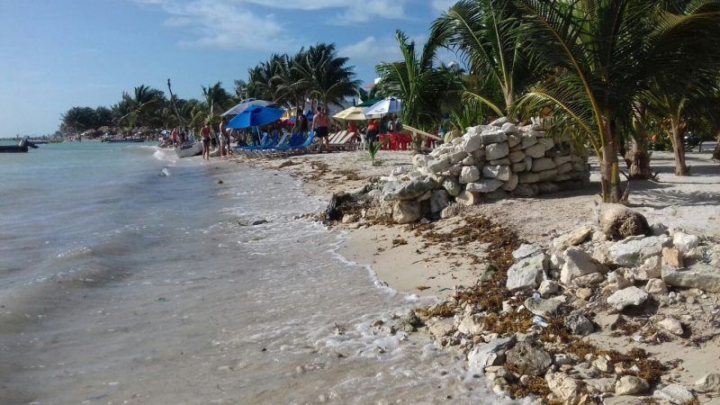 Sargazo empieza amenazar las costas de Mahahual