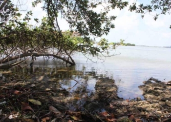 Estudian laguna Nichupté para revertir muerte de mangle