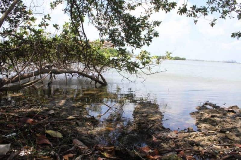 Estudian laguna Nichupté para revertir muerte de mangle