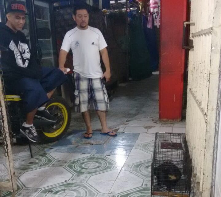 Autoridades meterán bajo control animales callejeros que afectan al mercado municipal