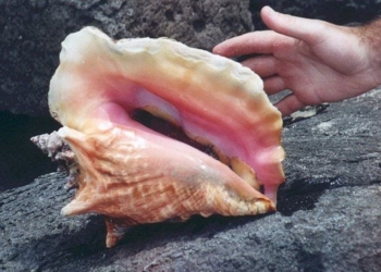 Cooperativistas exigen no se extienda veda del caracol rosado