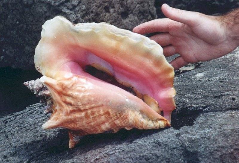 Cooperativistas exigen no se extienda veda del caracol rosado