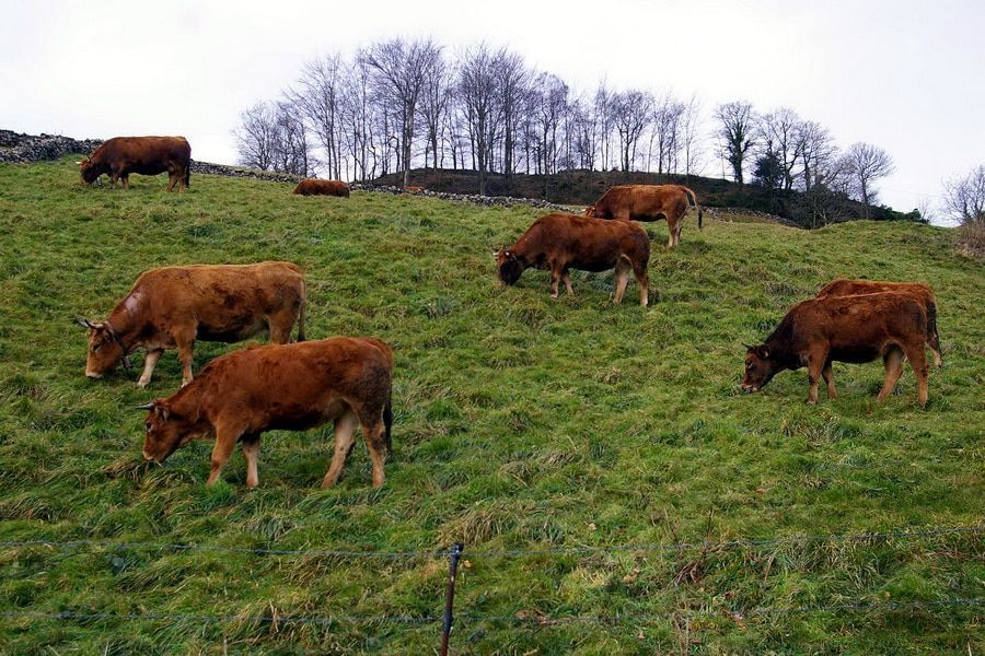 Ganaderos denuncian a SAGARPA por darles ‘atole con el dedo’