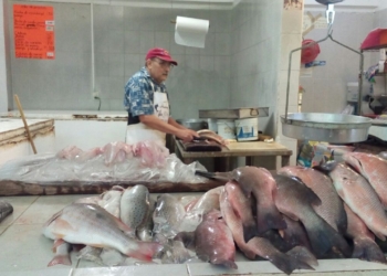 Pescaderías esperan que se levante la veda de caracol rosado