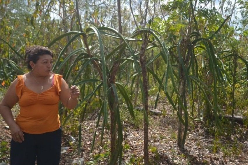 Cultivo de Pitahaya, redituable actividad para familias carrilloportenses