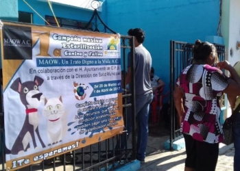 Agrupaciones se suman a campaña de esterilización canino y felina de Chetumal
