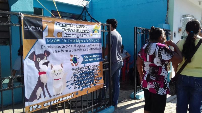 Agrupaciones se suman a campaña de esterilización canino y felina de Chetumal