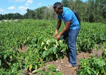 Productores de pitahaya de FCP urgen apoyo del gobierno para expandirse