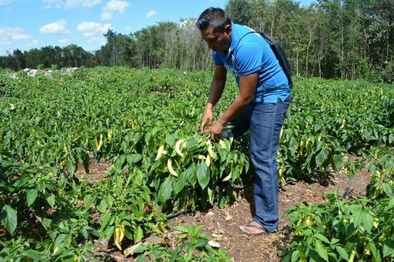 Productores de pitahaya de FCP urgen apoyo del gobierno para expandirse