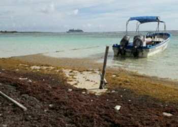 Autoridades en la encrucijada ante sargazo que azota costas de Mahahual