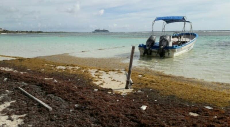 Autoridades en la encrucijada ante sargazo que azota costas de Mahahual
