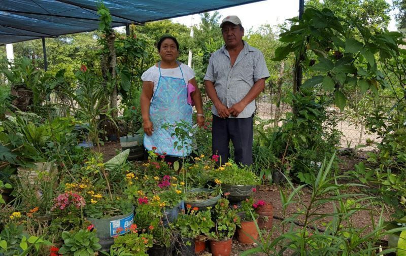 Productores de viveros de Lázaro Cárdenas luchan por fuentes de comercialización