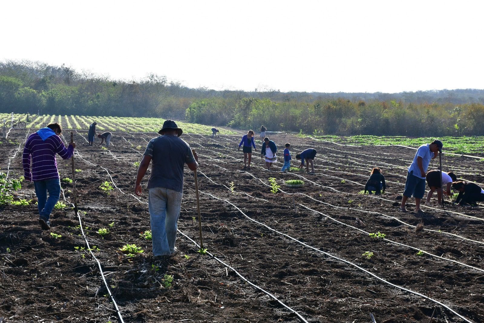 Asociación Civil lucha por hacer producir el campo morelense