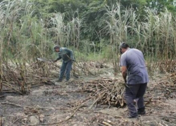 Temporal arroja beneficios para la producción cañera