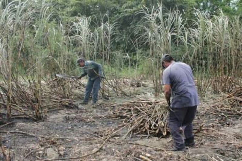 Temporal arroja beneficios para la producción cañera