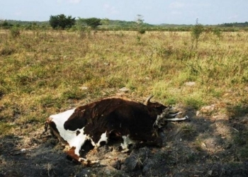 Anticipada sequía atenta contra el hato ganadero de Quintana Roo