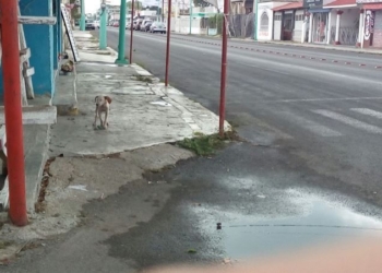 Perros callejeros seguirán dando dolor de cabeza a los chetumaleños