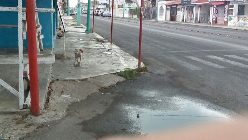 Perros callejeros seguirán dando dolor de cabeza a los chetumaleños
