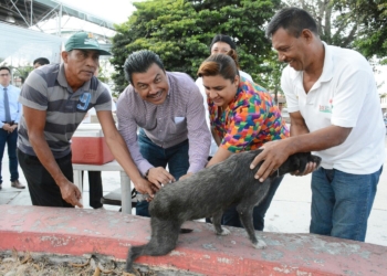 Arranca campaña de vacunación felina y canina en Chetumal