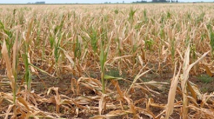 Altibajos climáticos obligan a asegurar los cultivos de Quintana Roo