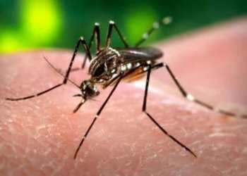 Van tras los mosquitos para prevenir enfermedades por vector