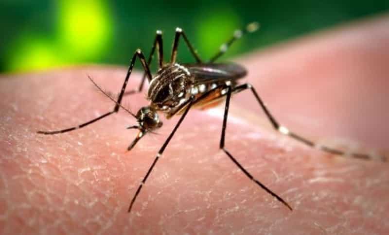 Van tras los mosquitos para prevenir enfermedades por vector