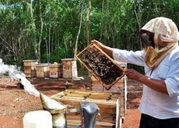 Productores de miel pasan aprietos por la intensa sequía