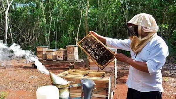 Productores de miel pasan aprietos por la intensa sequía