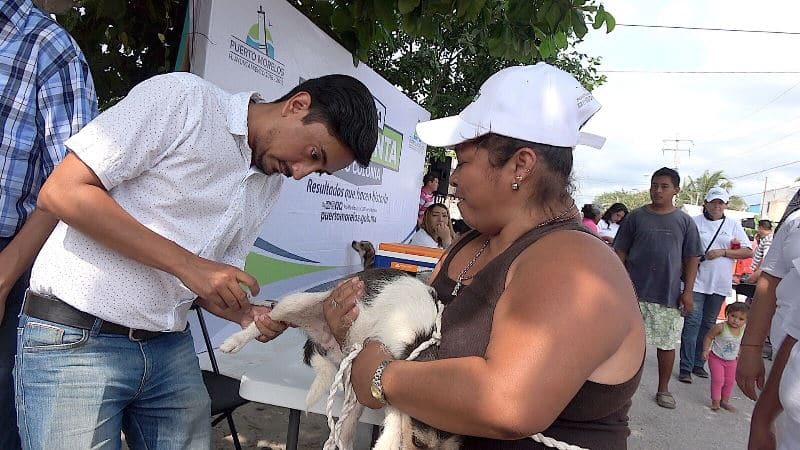 Fomenta gobierno de Puerto Morelos protección y bienestar animal