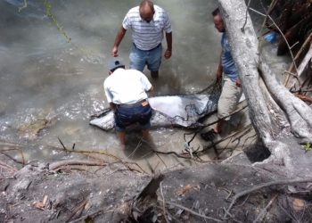 Encuentran delfín muerto en la Bahía de Chetumal