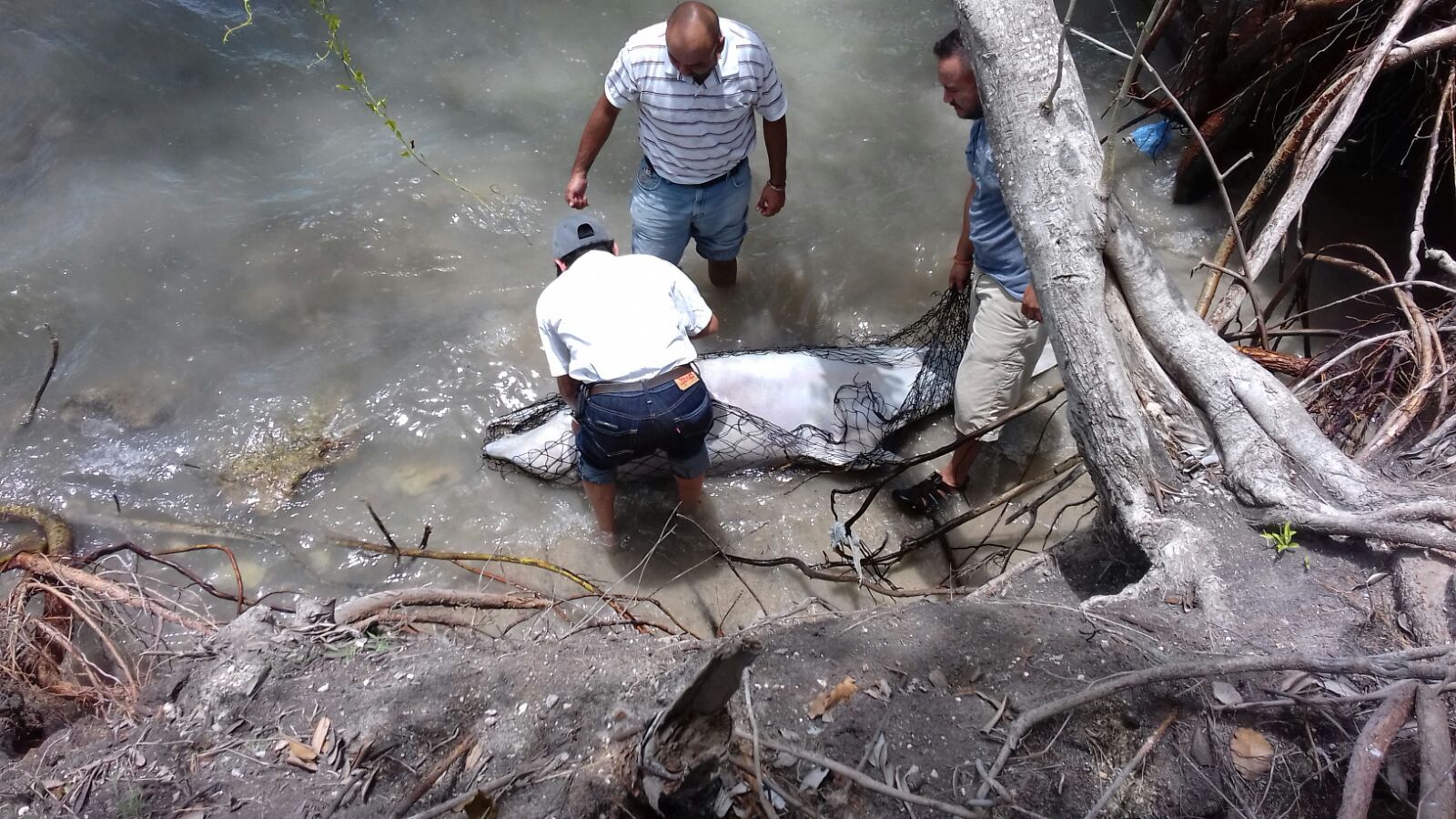 Encuentran delfín muerto en la Bahía de Chetumal