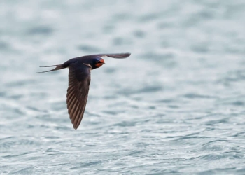“Una golondrina no hace verano” o del discurso de la soberbia