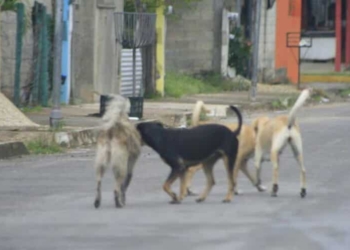 Alrededores de Chetumal convertidos en zona de proliferación de perros y gatos