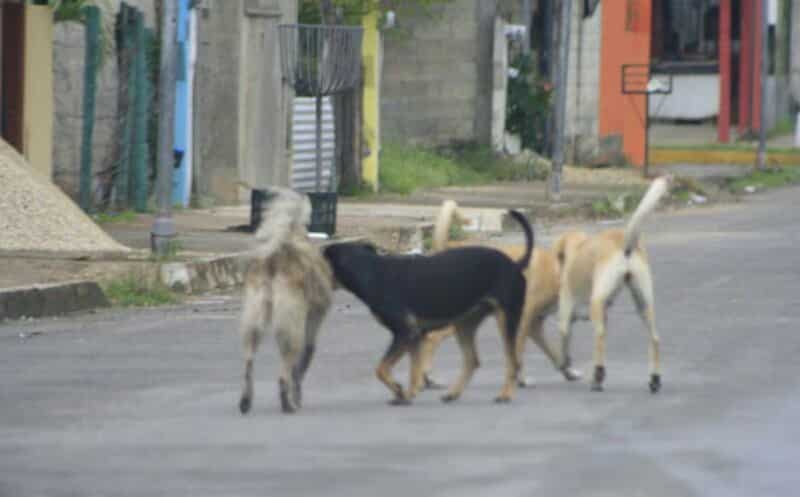 Alrededores de Chetumal convertidos en zona de proliferación de perros y gatos