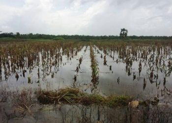 Campo quintanarroense a merced de embates climáticos, no se ha pagado el seguro
