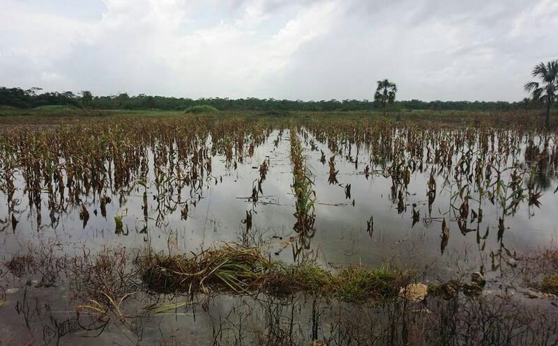 Campo quintanarroense a merced de embates climáticos, no se ha pagado el seguro
