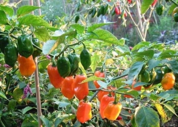 Productores de Chile Habanero carecen de mercado favorable