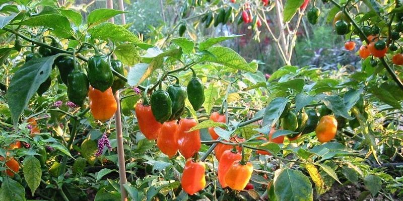 Productores de Chile Habanero carecen de mercado favorable