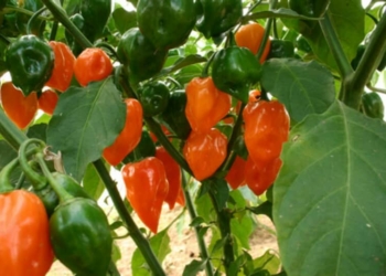 Chile Habanero de baja calidad inunda el mercado mexicano
