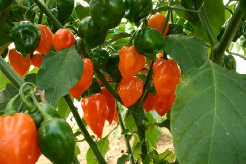 Chile Habanero de baja calidad inunda el mercado mexicano