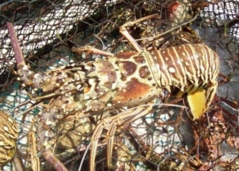 Pescadores de langosta auguran buenas cifras ante cercanías de tiempos de captura