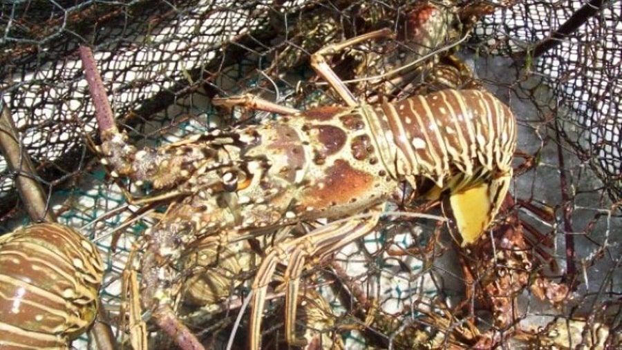 Pescadores de langosta auguran buenas cifras ante cercanías de tiempos de captura
