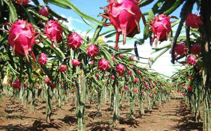 Inicia cosecha de pitahaya, carrilloportenses esperan bonanza económica
