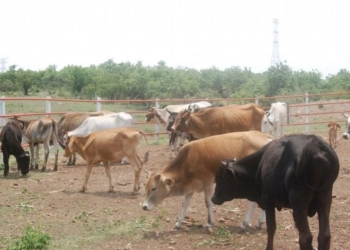 Productores brincan temporada de estiaje que atentó con el hato ganadero
