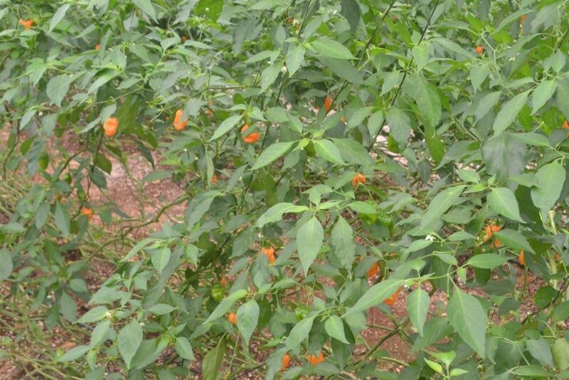 Productores, obligados a regar plantaciones de chile a cubetazos