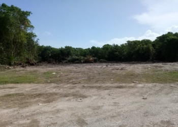 Devastan área verde de Chetumal con flora amenazada, para construir un motel