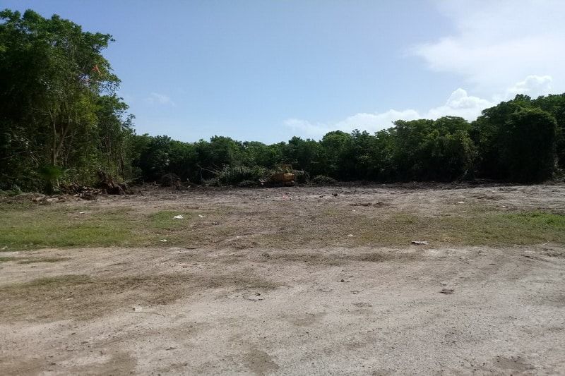 Devastan área verde de Chetumal con flora amenazada, para construir un motel