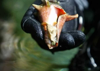 Depende de un estudio ampliar permisos para captura de Caracol Rosado