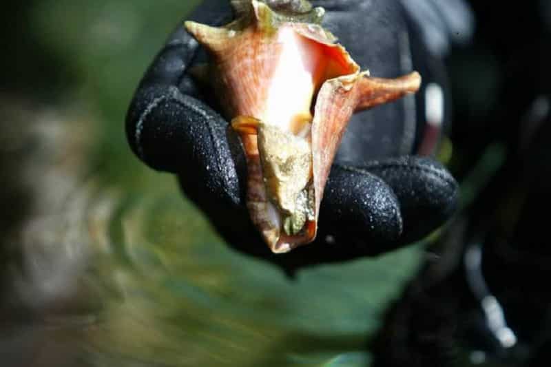 Depende de un estudio ampliar permisos para captura de Caracol Rosado